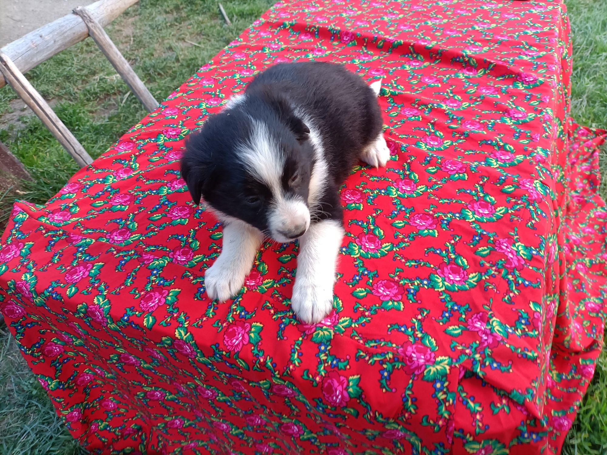 Pieski border collie