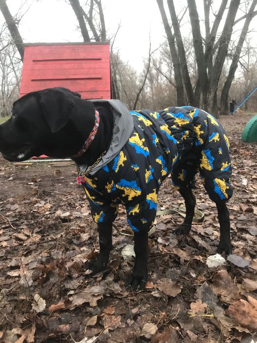 Комбінезон на песика