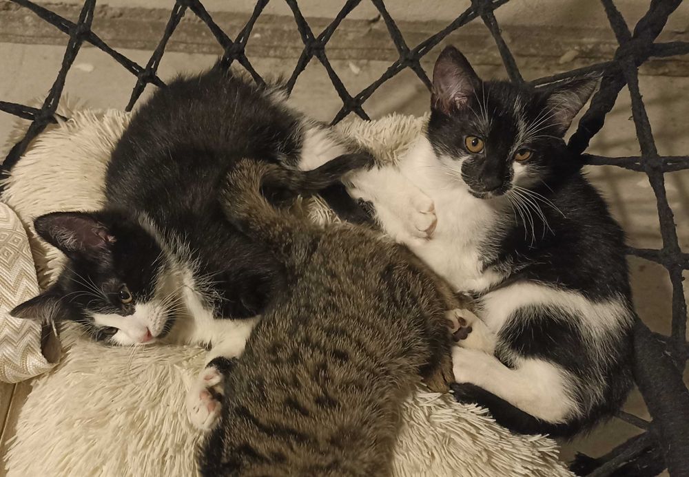 11 tygodniowe Kocurki