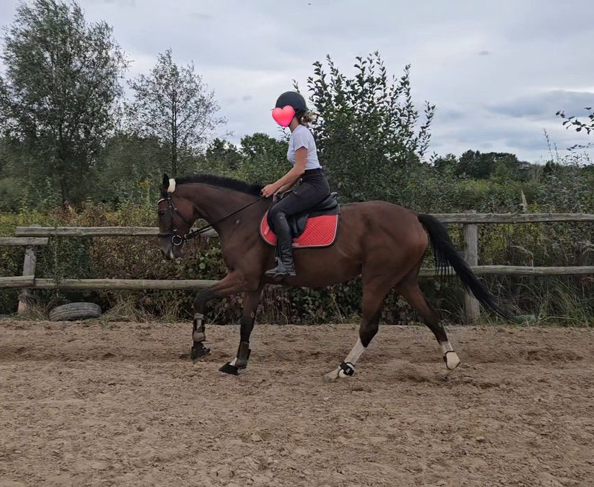 Klacz xx 4,5 roku, 164 cm wzrostu, zdrowa i grzeczna