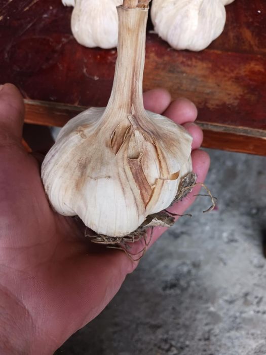 Czosnek ukraiński i sloniowy