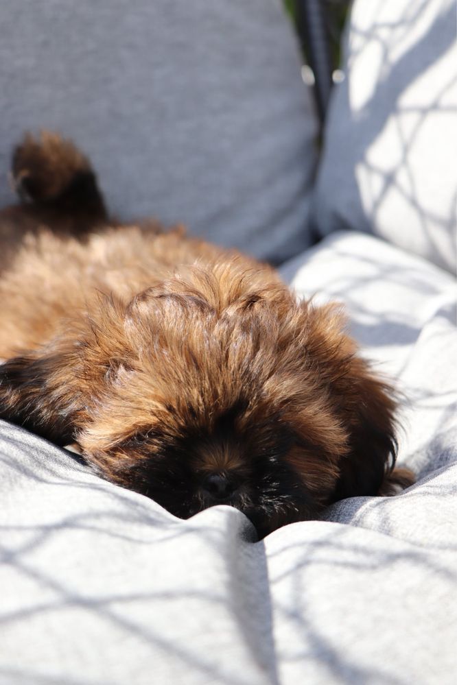 Piękny piesek shih tzu! Gotowy do odbioru!