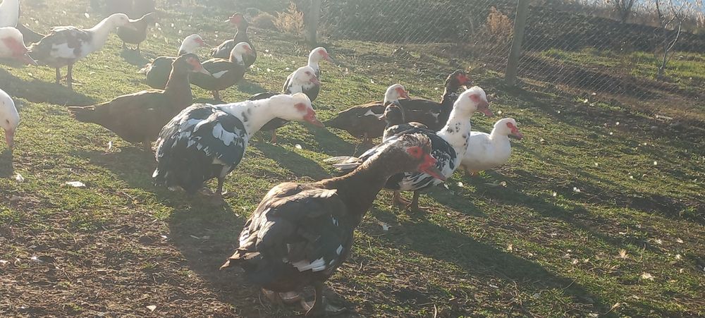 Продаём индоуток ,перепелки феникс и Техасец,яйца перепелок, петухов.