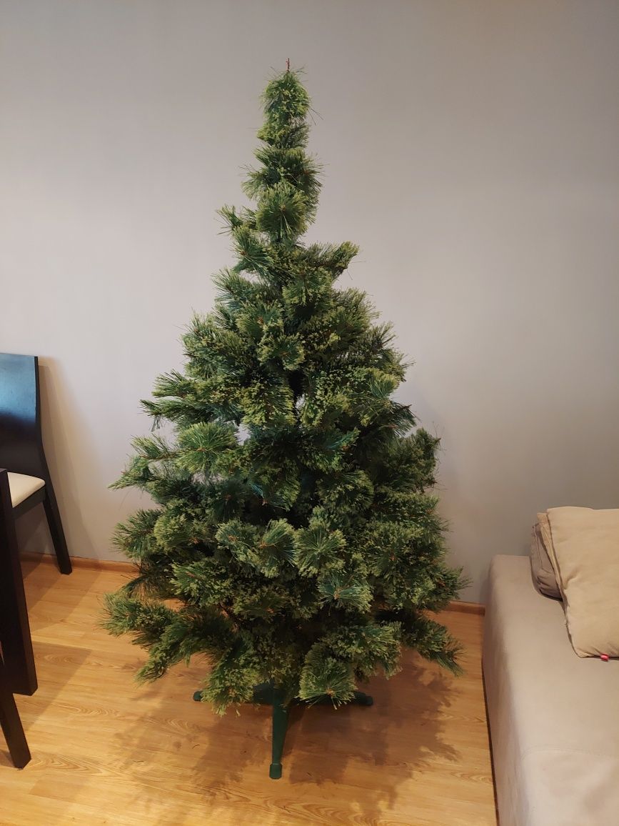 Choinka sosna syberyjska