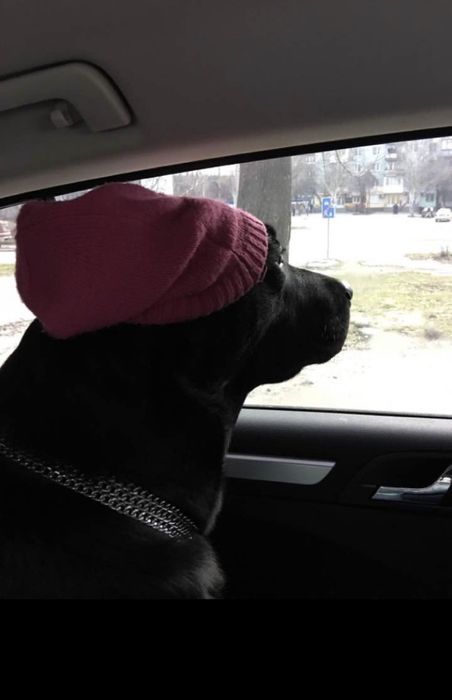 Мальчик-красавчик Лабрадор. Вязка