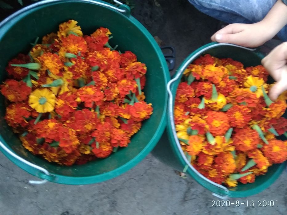 Бархатцы- лучшая противовирусная профилактика. Эффективно,бюджетно.