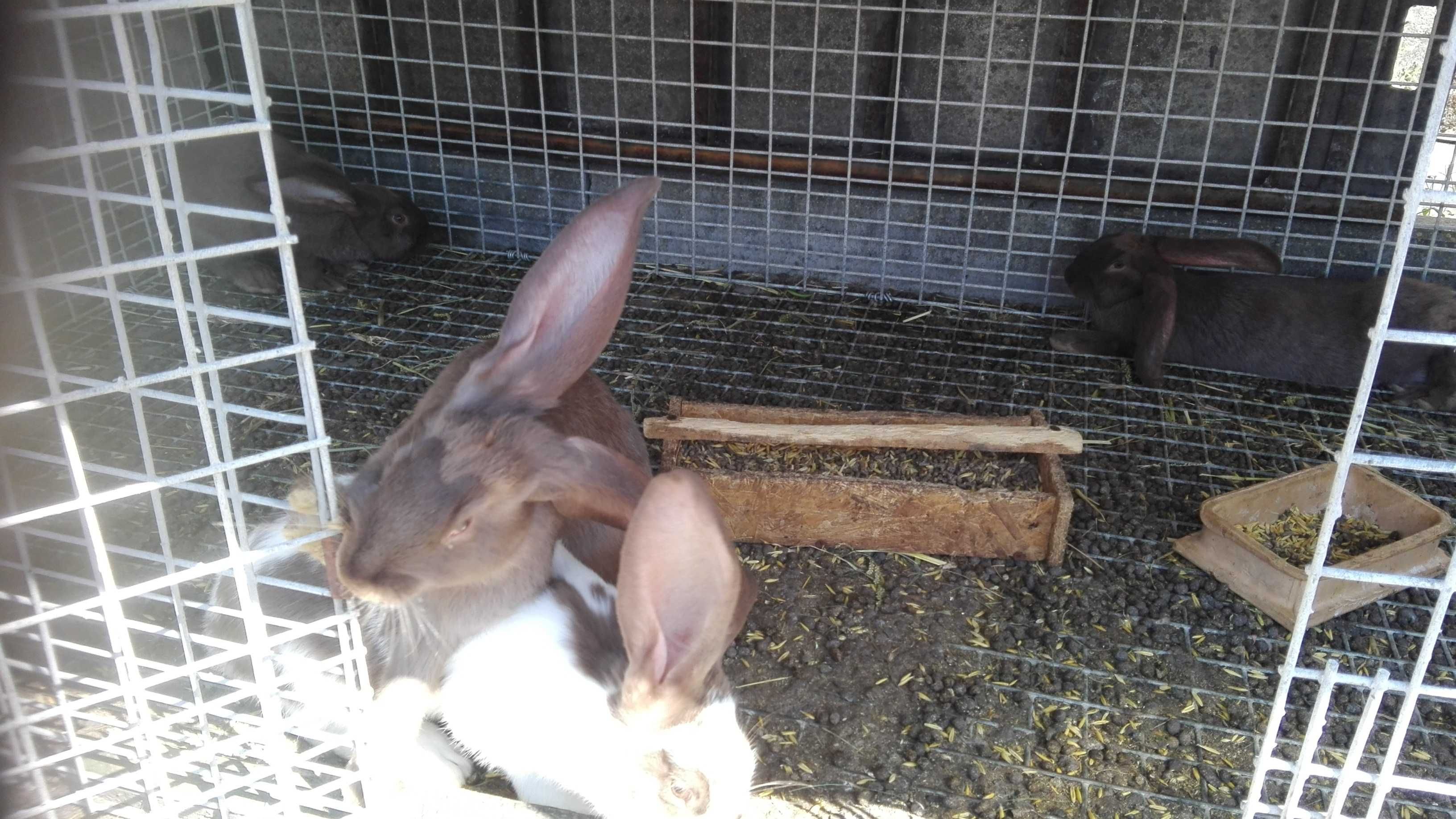 Klatka metalowa dla królików drobiu ptaków  psów  zwierząt 2-3 metry