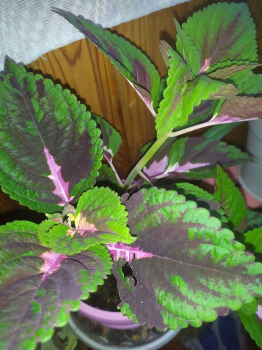 Продам колеус неприхотливое растение для дома и сада.