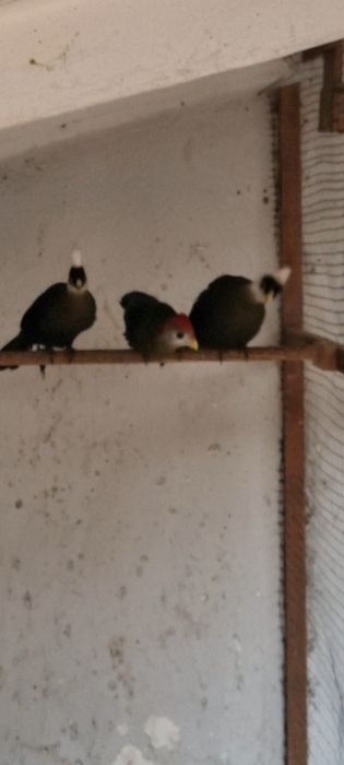 Turacos crista vermelha