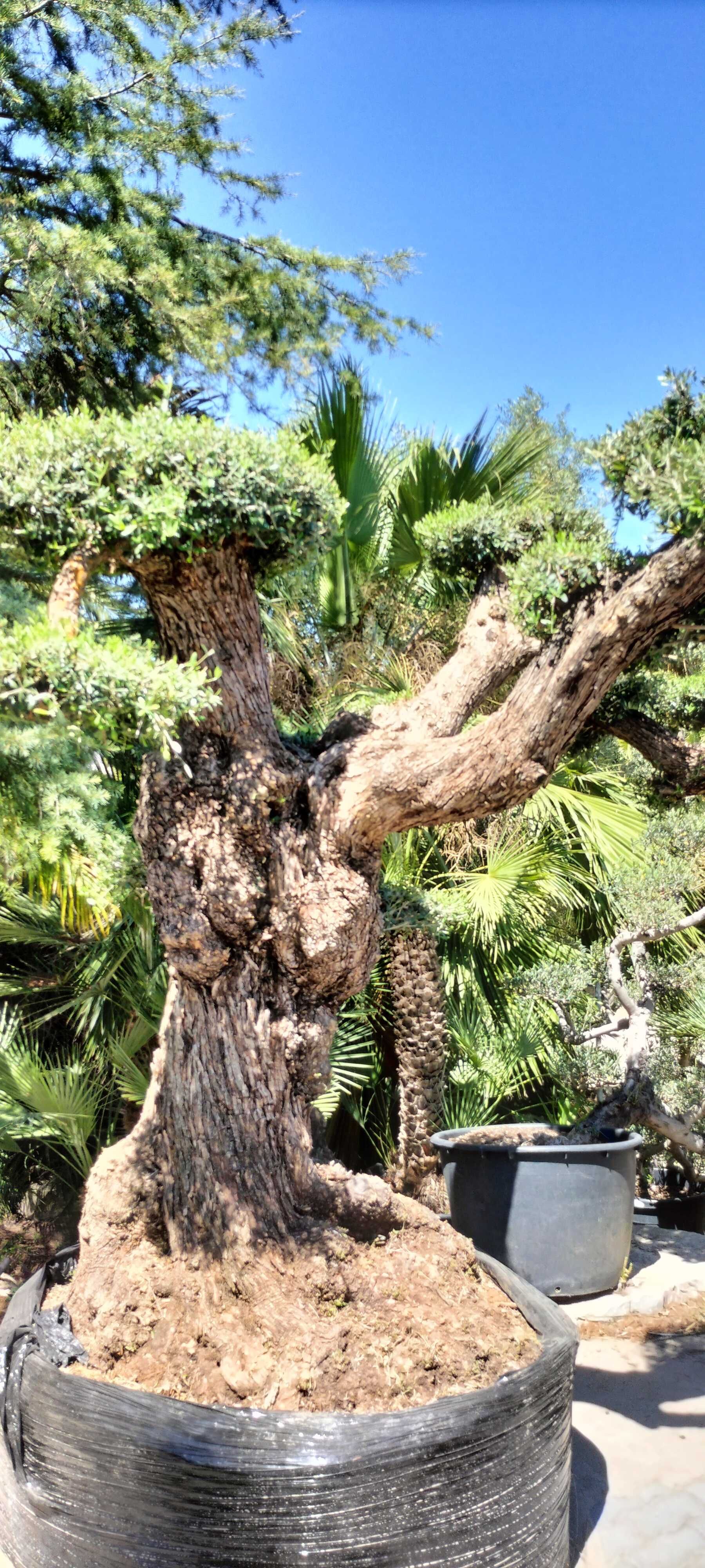 Jardim das Oliveiras