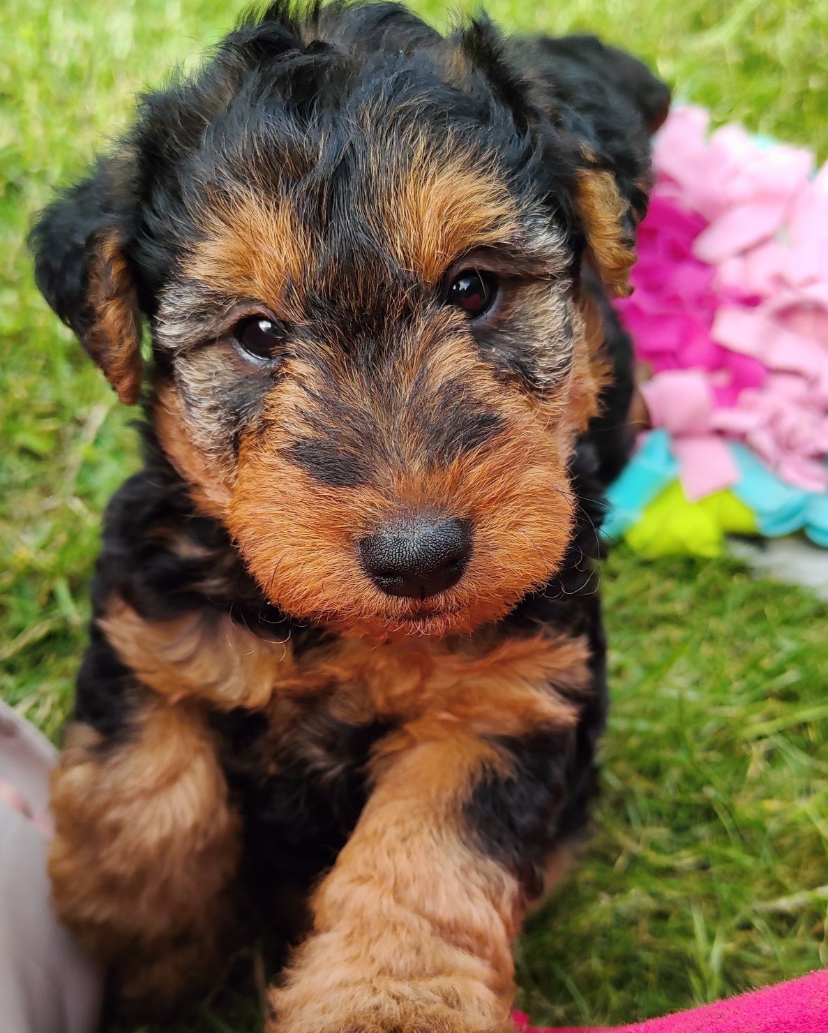 FCI Szczeniak Terier Walijski ZkwP Welsh terrier