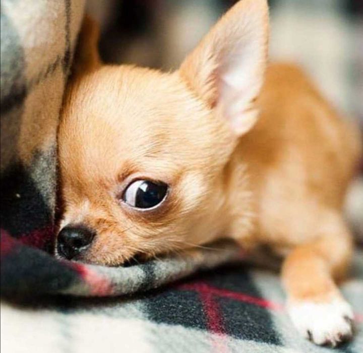 Поселим девушку в 1 ком. кв. пр Правды