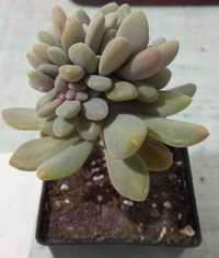 Echeveria Cremneria Expatriata суккулент