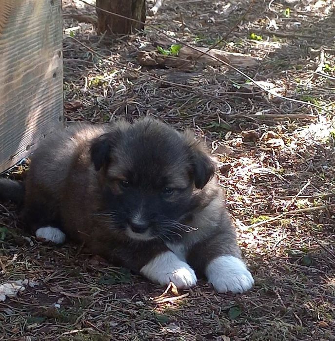 Собачата,чудові песодіти