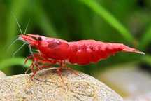 Camarões Neocaridina Red Fire