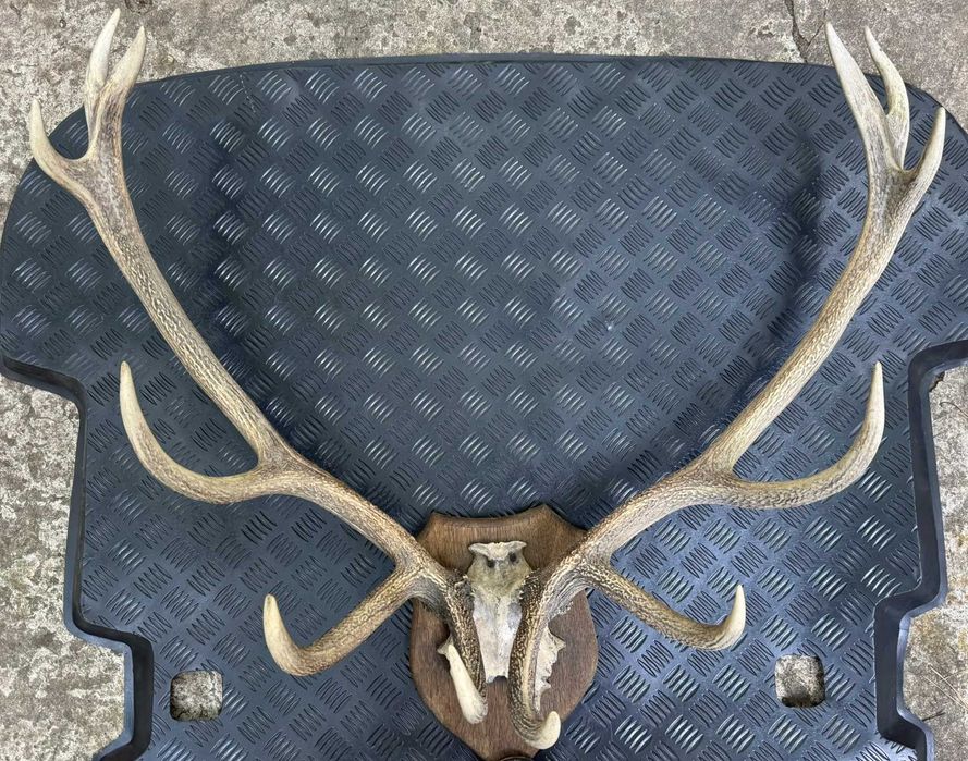 Poroże jelenia do powieszenia na ścianie - duże!