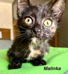 Malinka gorąco poleca się do adopcji :)