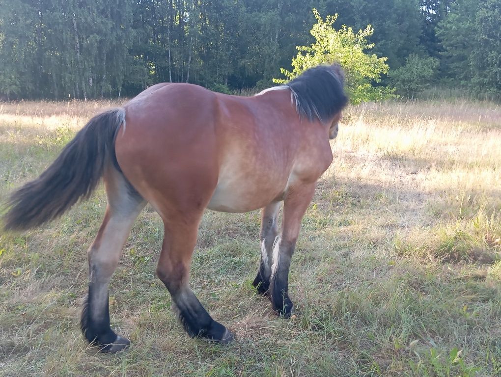Konie zimnokrwiste