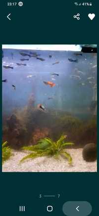Guppy peixes de água quente m/f e planta musgo de java e caracóis*