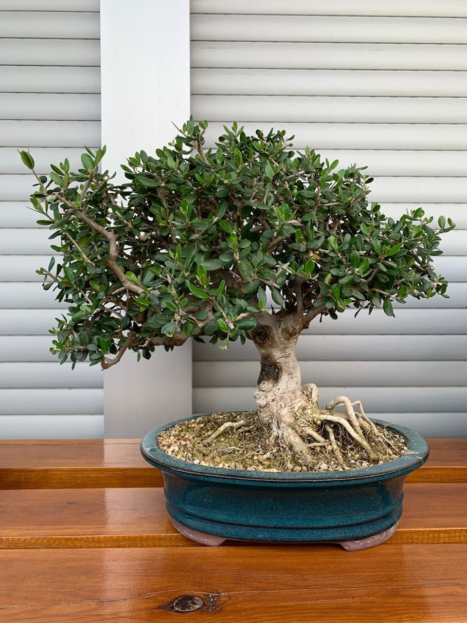 Bonsai Oliveira Silvestre