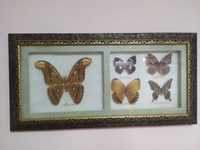 Quadro de borboletas coleção