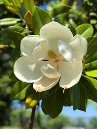 Planta Magnolia branca