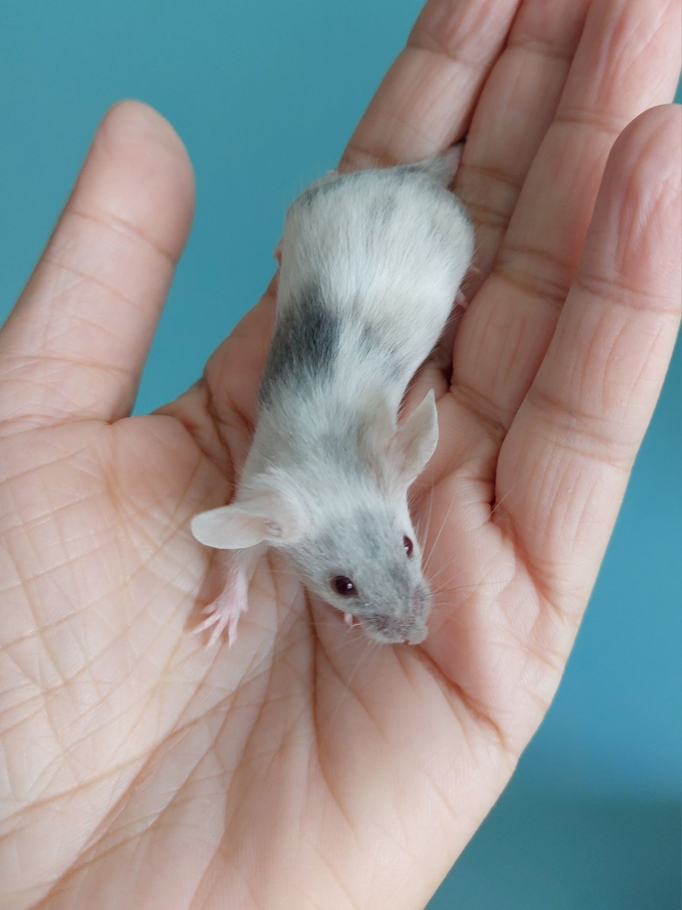 Myszy rasowe samice - myszy, myszki, mysz