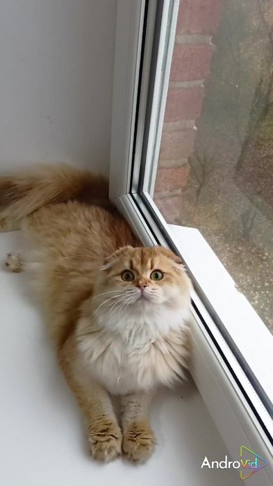 Чудесная девочка золотая шиншилла Хайленд