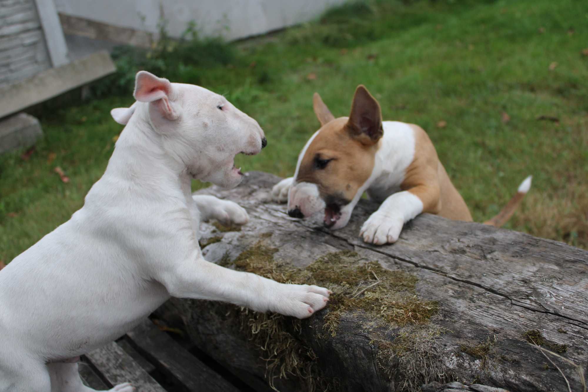 Bulterier miniaturowy, minibull TUTTI FRUTTI