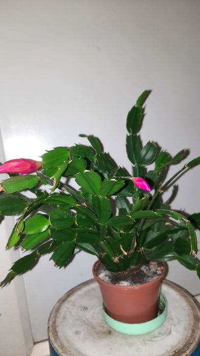 Шлюмбергера червона крупні квіти.