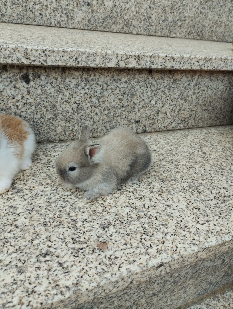 Coelhos anoes bebes