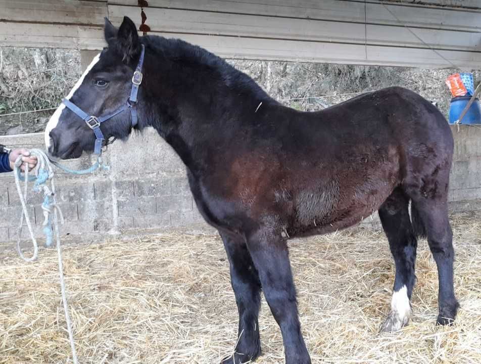 Poldros Percheron x Hispano Breton - Cavalos de tiro