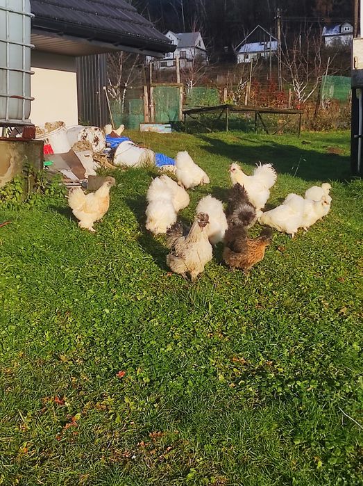 Silki USA 7-miesięczne