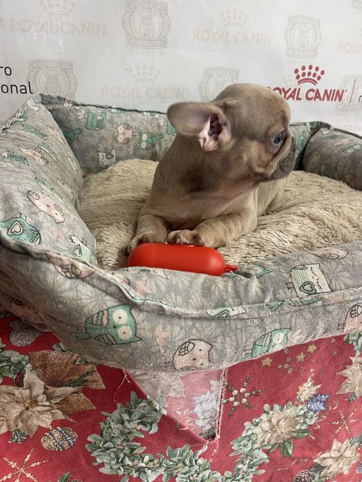 Bulldog  frances   Lilac fawn top