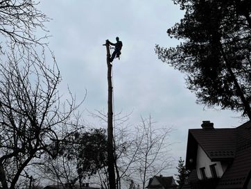 Wycinka i pielęgnacja drzew metodami arborystycznymi