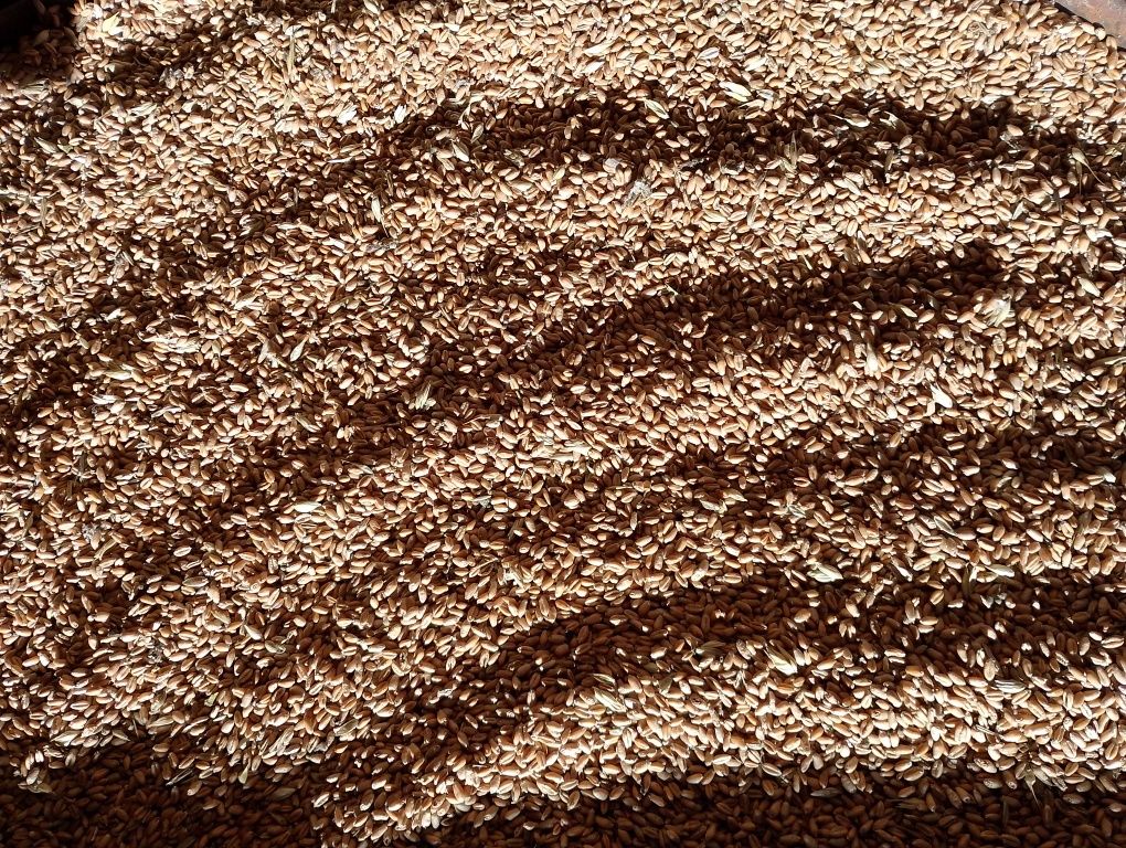 Пшениця озима 2023