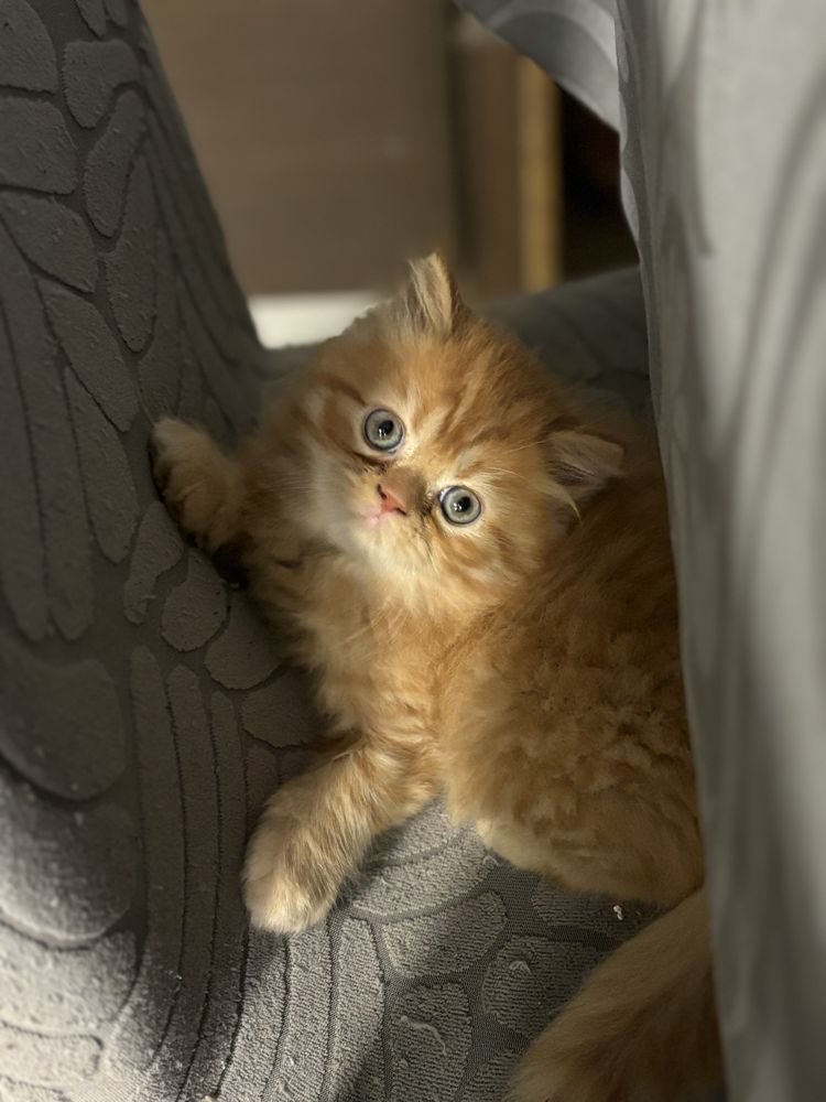 Vendo Gato Persa