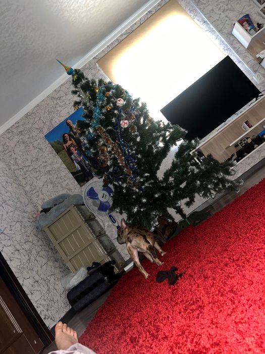 Французький бульдог