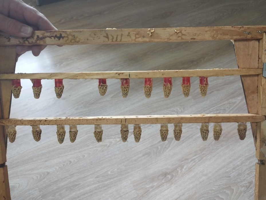 Бджільництво, матки Карніка F1