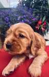 Cocker Spaniel Angielski - cudna suczka!trening czystości/ rodowód!
