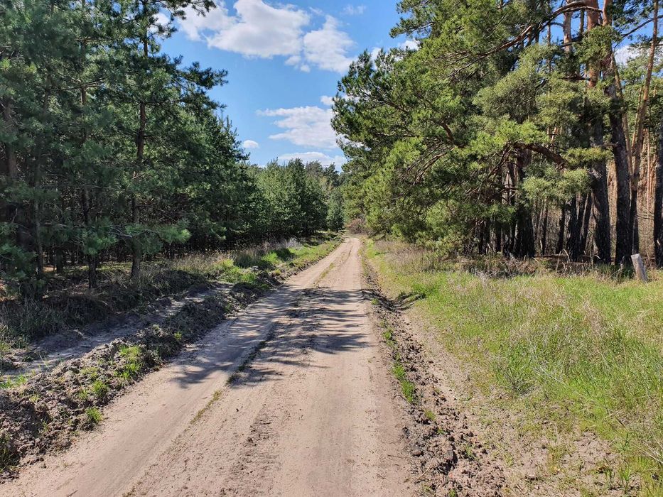 Земельный участок возле базы Соича в сосновом лесу на берегу