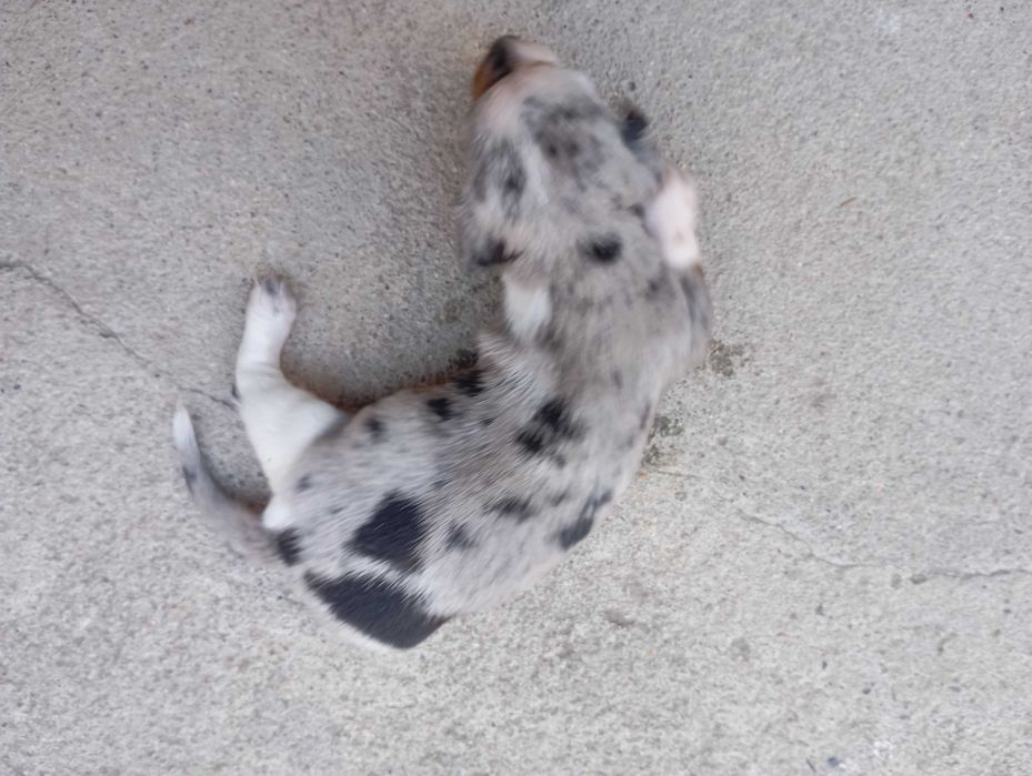 Teckel kaninchen  cor única