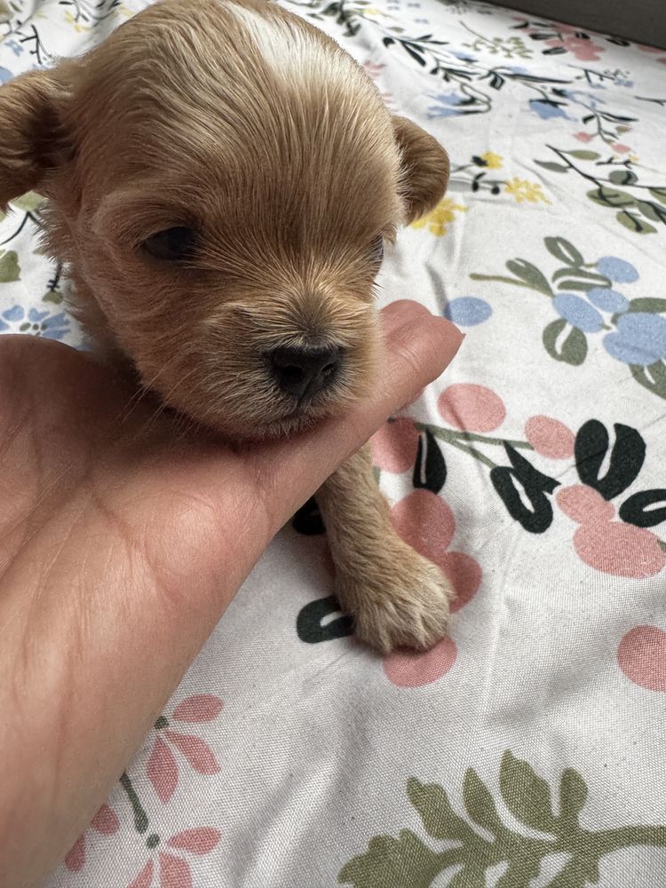 Maltipoo f1 uroczy chłopak