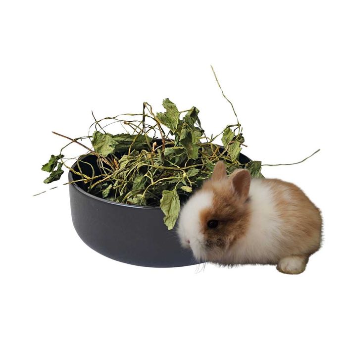 Podagrycznik suszone ziele dla królika, świnki morskiej,szynszyli 100g