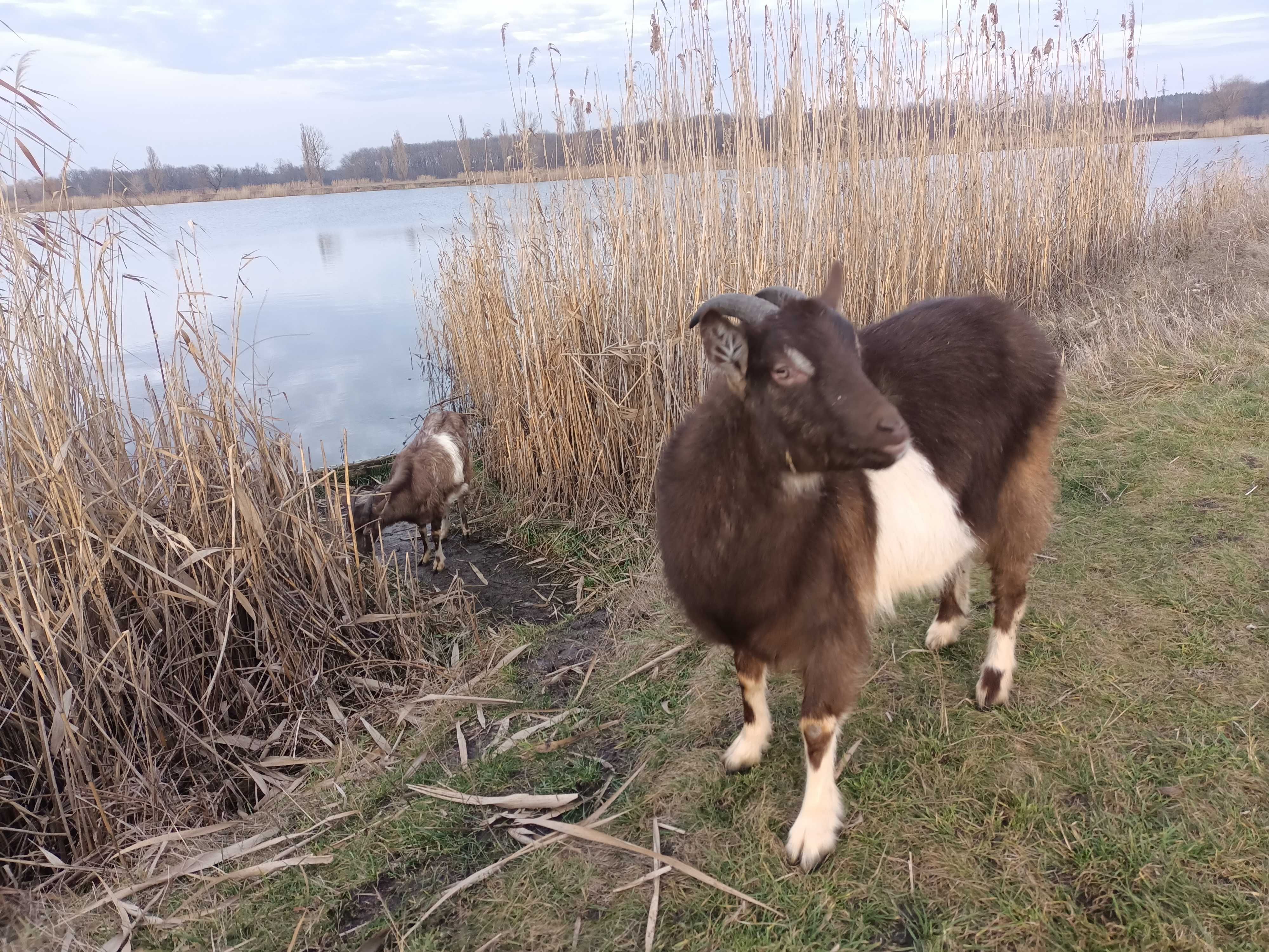 Продам кіз недорого