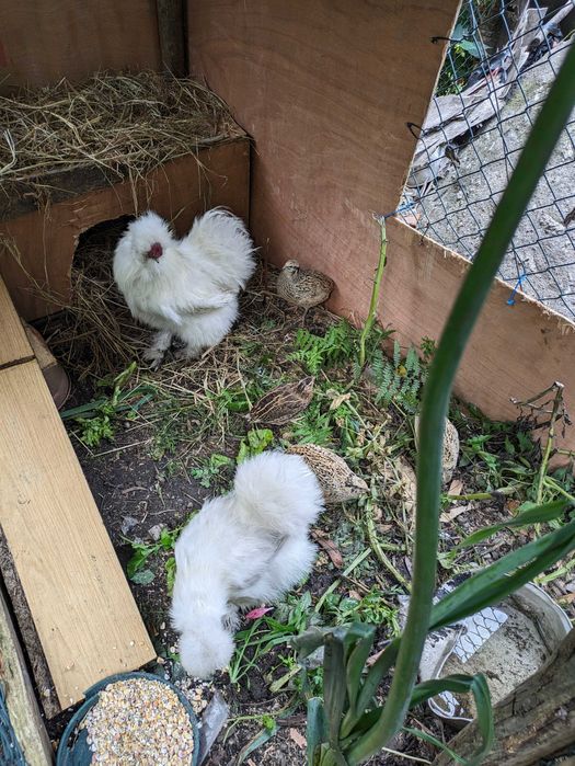 Casal galinhas sedosas do Japão