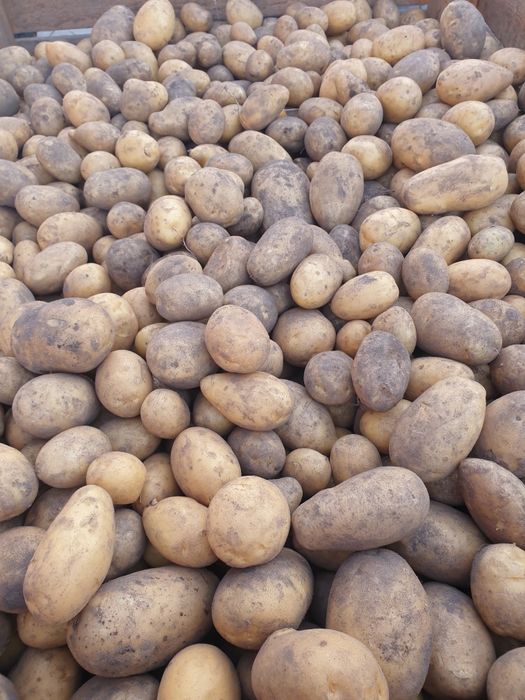 Sorzedam Ziemniaki Vega i Red Sonia