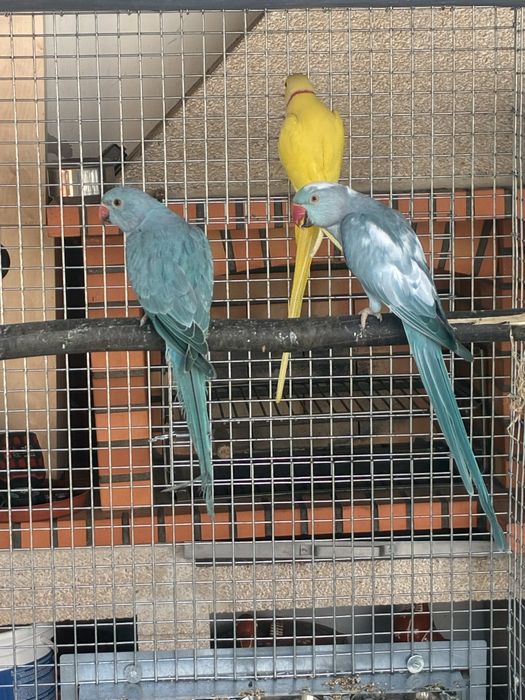 Ring Necks reprodutores e aves de 2025