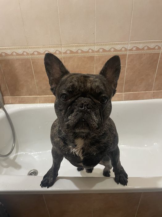 Вʼязка французького бульдога