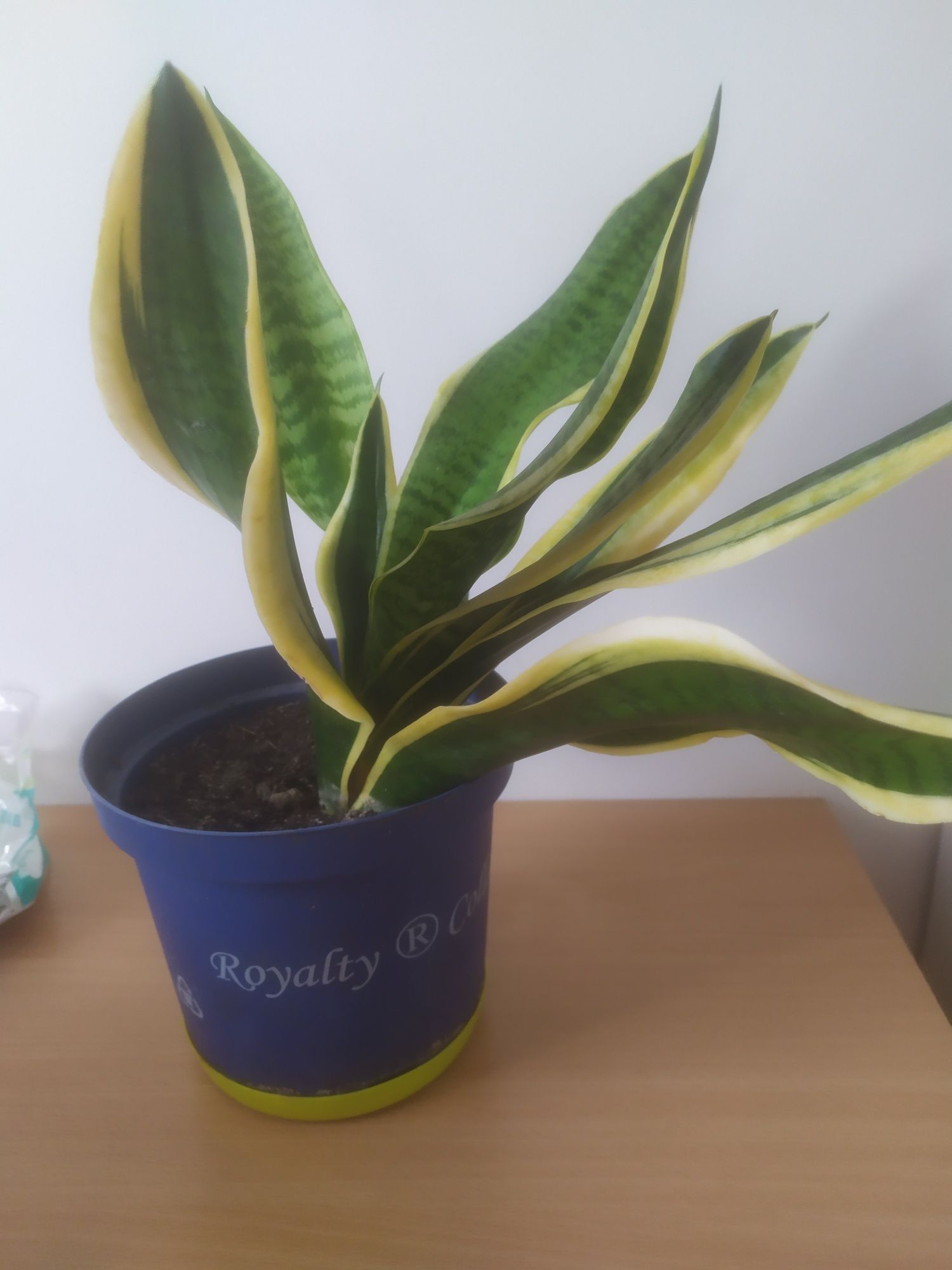 Sansewieria gwinejska 'Laurentii' Sansevieria trifasciata okazja!